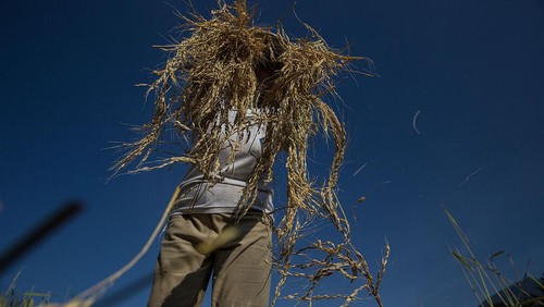 JATILUWIH, BALI, INDONESIA - JUNE 19:  A farmer spreads paddy stalks to be dried under the sunlight during harvest season at Jatiluwih on June 19, 2014 in Tabanan, Bali, Indonesia. Industry Officials and analysts are expecting Indonesia to more than double its rice imports to around 1.5 million tons in 2014 from an estimated 700,000 tons imported in 2013 ahead of a general election and El Nino looms on the horizon which could lead into drought and lack of rainfall. Jatiluwih is famous for its well-maintained terraced rice fields and functioning subak traditional irrigation system. UNESCO has recognized it as one of the worlds heritage sites. (Photo by Agung Parameswara/Getty Images)