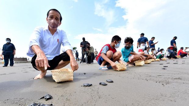 Presiden Jokowi Melakukan Pelepasan Tukik di Pantai Kemiren, Desa Griya Tegalsari, Kelurahan Tegal Kamulyan, Kecamatan Cilacap Selatan, Kabupaten Cilacap, Provinsi Jawa Tengah. (Biro Pers Media Setpres/Agus Suparto)