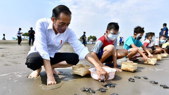 PRESIDEN MELEPAS TUKIK DI CILACAP Presiden Joko Widodo melepas tukik di Pantai Kemiren, Desa Griya Tegalsari, Kelurahan Tegal Kamulyan, Cilacap Selatan, Cilacap, Jawa Tengah (23/9/2021). ANTARA FOTO/Setpres-Agus Suparto/foc.