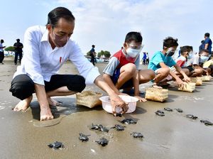 Foto-foto Presiden Jokowi Melepas Tukik di Cilacap