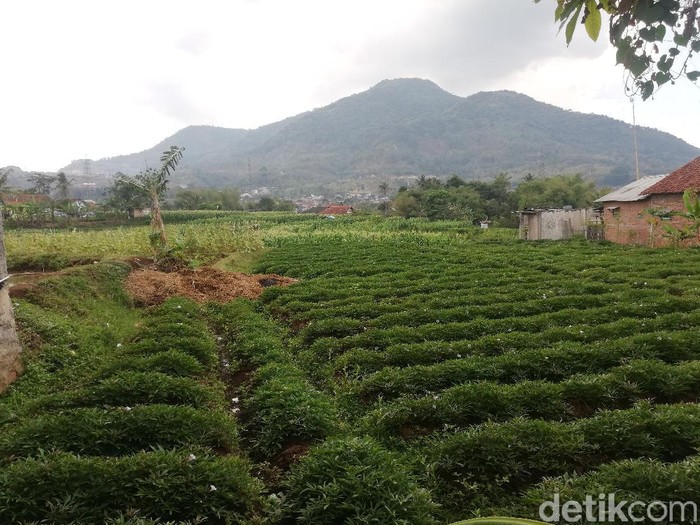 Salah satu area terbuka hijau di kawasan Jatinangor Sumedang