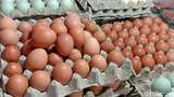 Harga Telur Bisa Turun Minggu Depan, Ini 3 Faktanya