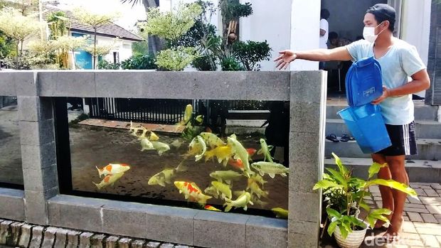Rumah warga di Perum Tirtasari, Kecamatan Wagir, Kabupaten Malang, sungguh unik. Pagar rumahnya dibuat dari kolam koi.
