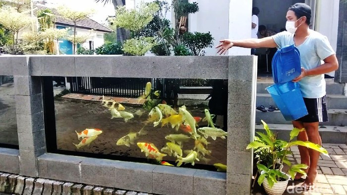 Unik, Kolam Koi Jadi Pagar Rumah di Malang Rumah warga di Perum Tirtasari, Kecamatan Wagir, Kabupaten Malang, sungguh unik. Pagar rumahnya dibuat dari kolam koi.