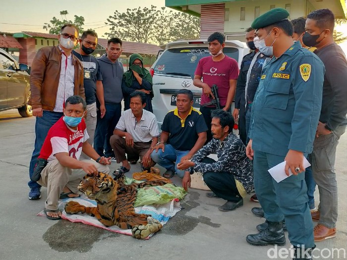 4 warga Sumbar ditangkap karena menjual kulit Harimau Sumatera (Dok istimewa)