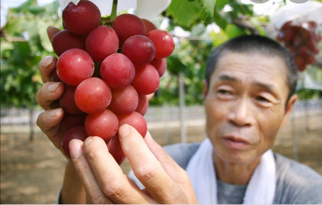 Angur Langka di Jepang 'Ruby Roman'. Terjual seharga Rp 167 juta