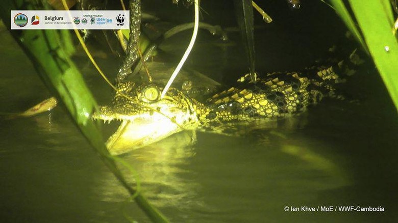 Buaya Siam Langka Buaya Siam yang langka melahirkan 8 bayi di Kamboja