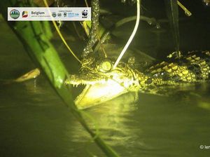 Kabar Gembira! Buaya Terlangka Sedunia Lahirkan 8 Bayi di Kamboja