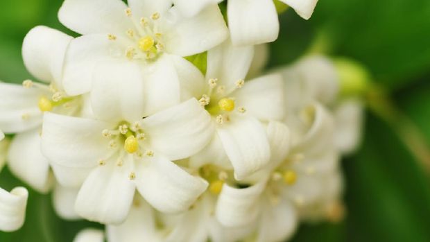 Close up of jasmine flowers