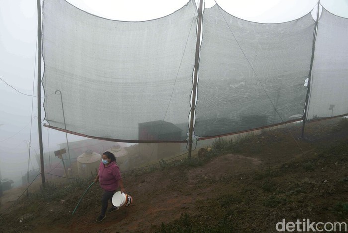 Cerdik, Waring Digunakan untuk Ubah Kabut Jadi Sumber Mata Air Warga desa di Pegunungan Pamplona Alta, Lima, Peru punya cara cerdik untuk mengatasi kekeringan. Mereka memanfaatkan waring untuk mengubah kabut pegunungan menjadi sumber mata air.