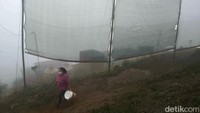 Seorang warga melintas di depan waring untuk jala kabut. Ia menyatakan sangat terbantu dengan inovasi tersebut.