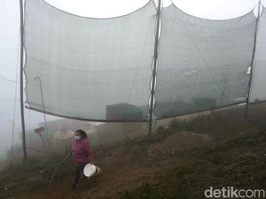Cerdik, Petani Ubah Kabut Jadi Sumber Air Bersih Bermodal Waring