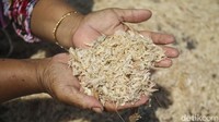 Nelayan disini mulai dari anak muda hingga yang tua telah menekuni bidangnya dalam menangkap ikan. Biasanya nelayan disini menangkap ikan montok, teri, bilis hingga rebon yang merupakan bahan baku terasi.