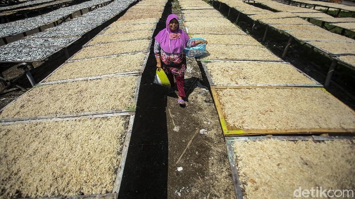 Geliat Kampung Nelayan Cilacap Usai Ditinjau Jokowi Kampung nelayan di Sentolo Kawat, Cilacap baru saja dikunjungi Presiden Jokowi. Aktivitas di kampung ini sudah dari nenek moyang lho, begini potretnya!