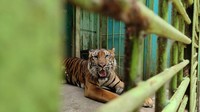 Harimau kurus itu terlihat duduk dan tidak bergerak ke sana ke mari. Mulutnya sesekali terbuka. (Foto: Ahmad Arfah Fansuri Lubis/detikcom)