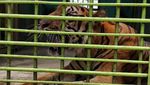 Potret Harimau Kurus-Makan Rumput di Medan Zoo