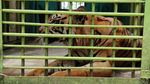 Potret Harimau Kurus-Makan Rumput di Medan Zoo