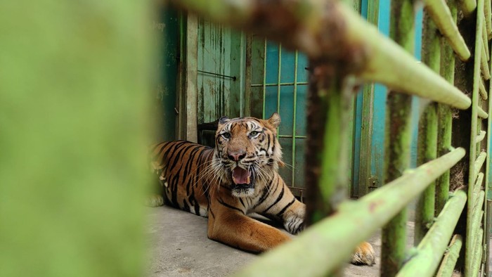 Harimau kurus di Medan Zoo
