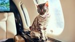 Fenomena Anjing-Kucing Jadi Penumpang Jet Pribadi, Kamu Sudah Naik?
