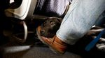 Fenomena Anjing-Kucing Jadi Penumpang Jet Pribadi, Kamu Sudah Naik?