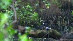 Menyusuri Hutan Penjaga Pantai Utara Jakarta