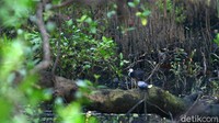 Kawasan pinggiran kota yang dahulu dikenal sebagai pusat pemerintahan kini tak lagi sama seperti era sebelumnya. Berbagai perubahan tata ruang dan fungsi lahan konon menjadi faktor di mana potensi kekayaaan alam mulai berkurang.