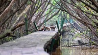 Sebut saja keberadaan kawasan hutan Mangrove atau hutan pantai yang tumbuh kembang dengan berbagai jenis di pesisir Jakarta. Keberadaannya memberikan manfaat tidak hanya bagi biota laut, namun juga kehidupan manusia di daratan. Salah satunya adalah sebagai benteng pertahanan daratan jika ada gelombang laut yang datang.