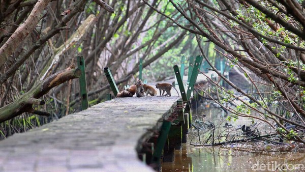 Sebut saja keberadaan kawasan hutan Mangrove atau hutan pantai yang tumbuh kembang dengan berbagai jenis di pesisir Jakarta. Keberadaannya memberikan manfaat tidak hanya bagi biota laut, namun juga kehidupan manusia di daratan. Salah satunya adalah sebagai benteng pertahanan daratan jika ada gelombang laut yang datang. Sebut saja keberadaan kawasan hutan Mangrove atau hutan pantai yang tumbuh kembang dengan berbagai jenis di pesisir Jakarta. Keberadaannya memberikan manfaat tidak hanya bagi biota laut, namun juga kehidupan manusia di daratan. Salah satunya adalah sebagai benteng pertahanan daratan jika ada gelombang laut yang datang.