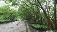 Setidaknya ada tiga jenis hutan mangrove yang tumbuh di peisisir Jakarta, antara lain, hutan bakau (Rhizophora), Api-api (Avicennia) dan Pidada (Sonneratia caseolaris).