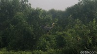 Semuanya merupakan kawasan lindung dan dijaga supaya keberadaan ekosistem hutan mangrove tetap terjaga. Kawasan ekosistem hutan mangrove menjadi salah satu potensi kekayaan alam yang harus tetap ada dan dijaga keberlangsungan hidupnya karena memberikan manfaat bagi makhluk hidup di sekitarnya, terutama bagi satwa yang hidup bergantung akan keberadaannya seperti jenis burung-burung air, Monyet ekor panjang (Macaca fascicularis), reptil dan amfibi serta berbagai jenis serangga.
