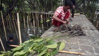 Tidak ada salahnya bagi kalian yang ingin menikmati jalan-jalan ke pesisir Jakarta, cobalah bermain ke kawasan ekosistem hutan mangrove yang ada di sana. Kalian bisa mengunjungi sambil belajar untuk bisa berbuat sesuatu untuk turut serta menjaga kelestariannya.