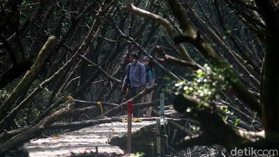 Menyusuri Hutan Penjaga Pantai Utara Jakarta