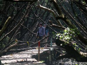Menyusuri Hutan Penjaga Pantai Utara Jakarta