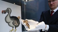 Burung yang berasal dari keluarga Aepyornis ini termasuk jenis ratites, yakni keluarga burung yang tidak dapat terbang.  