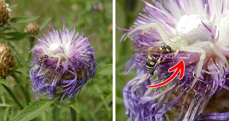 Kamuflase hewan mengecoh mata