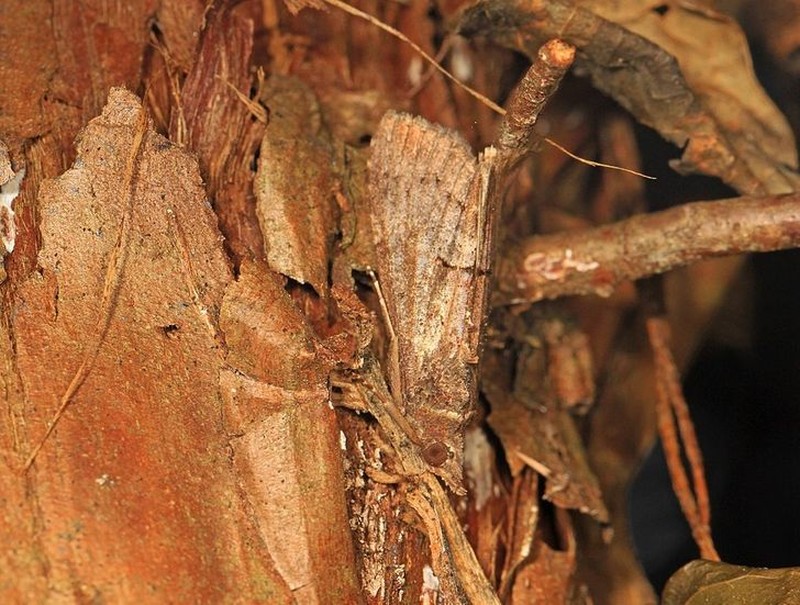 Kamuflase hewan mengecoh mata