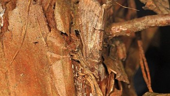 Ada yang melihat ngengat di pohon ini? Foto: Brightside