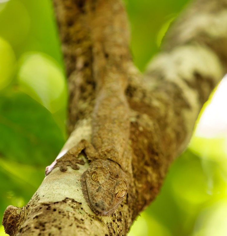 Động vật ngụy trang đánh lừa mắt Động vật ngụy trang đánh lừa mắt