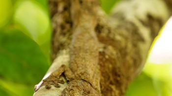 Benarkah tidak ada apa-apa di foto pohon ini? Foto: Brightside