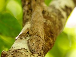 Kamuflase Hewan Ini Bikin Mata Kamu Terkecoh