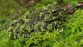 Seekor katak yang berada di rumput. Foto: Brightside