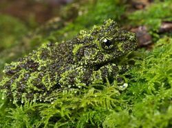 Kamuflase Hewan Ini Bikin Mata Kamu Terkecoh