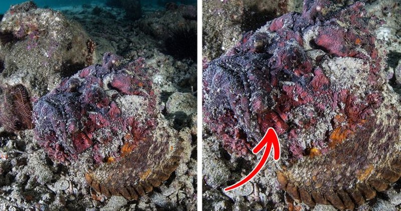 Kamuflase hewan mengecoh mata