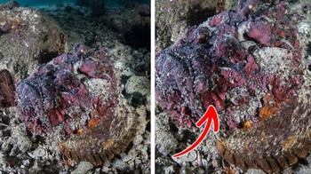 Temukan makhluk dalam batu. Foto: Brightside