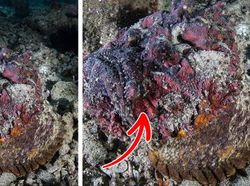 Kamuflase Hewan Ini Bikin Mata Kamu Terkecoh