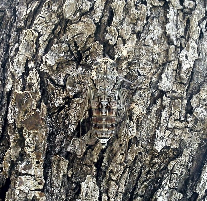 Kamuflase hewan mengecoh mata