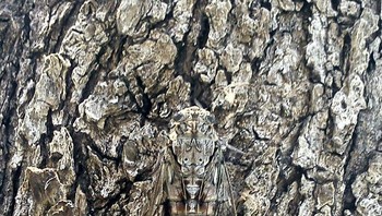 Manakan posisi hewan di pohon ini? Foto: Brightside