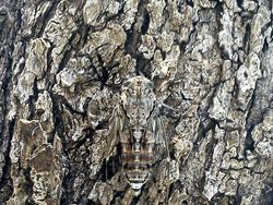 Kamuflase Hewan Ini Bikin Mata Kamu Terkecoh