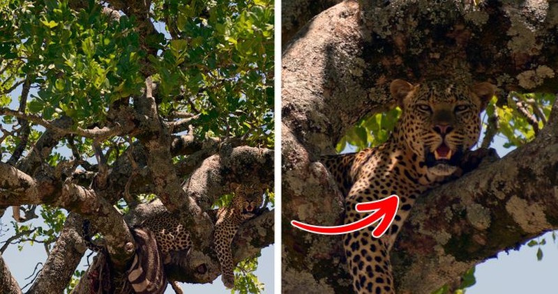 Kamuflase hewan mengecoh mata