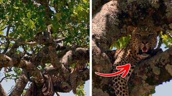 Sela-sela pohon memang paling digemari oleh predator ini. Foto: Brightside